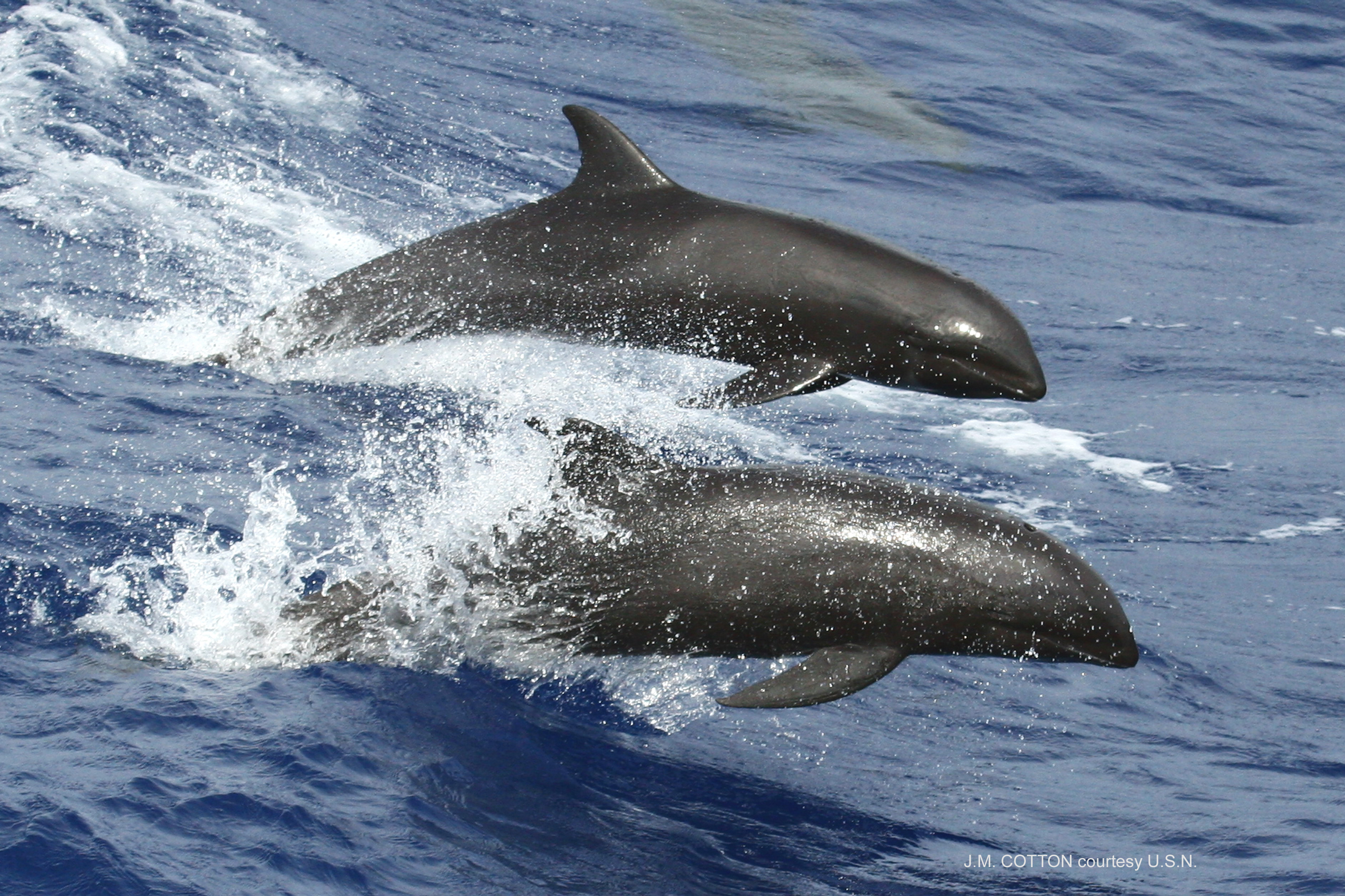 This is an image of two melon-headed whales around the Mariana Islands. 